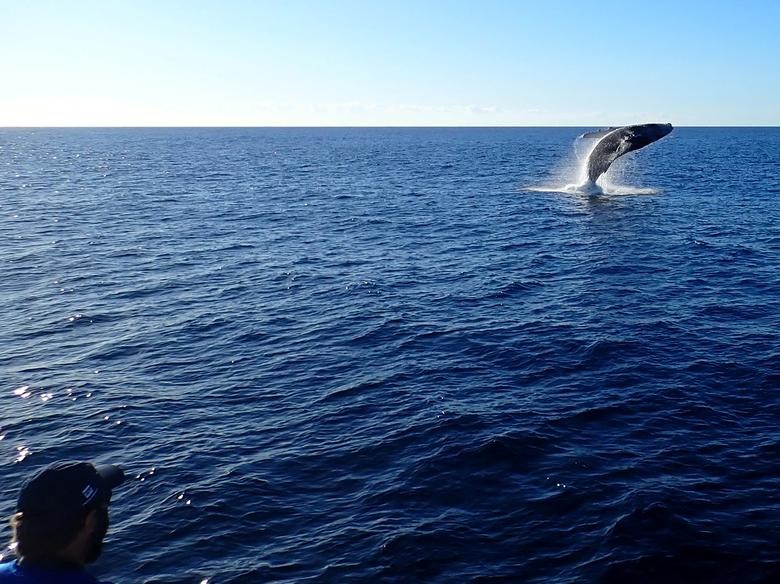 A humpback whale is seen during the reproduction season near the Vitoria city, Espirito Santo state, Brazil. Projeto Baleia Jubarte/Handout via REUTERS